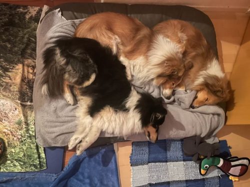 3 beim kuschlen hütte
