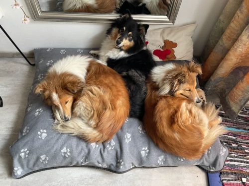 3 shelties platzerl