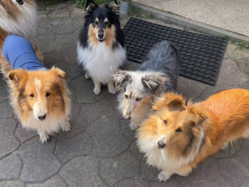 4 shelties GT