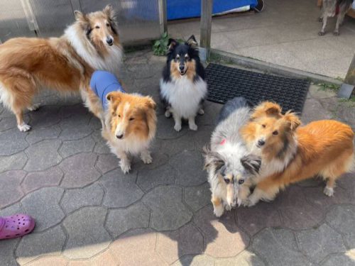 4 shelties mit collie