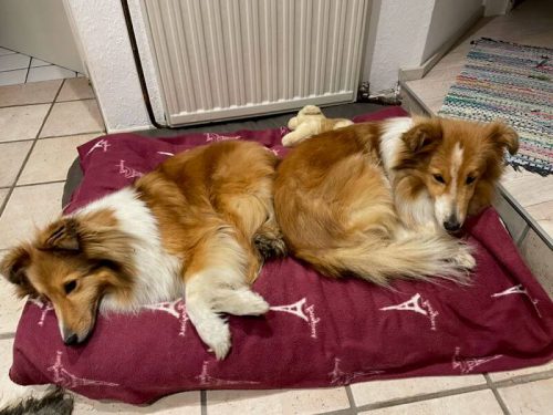 Chris GT kuscheln