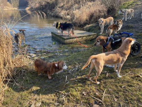 Dorie Abschied hundeplatz
