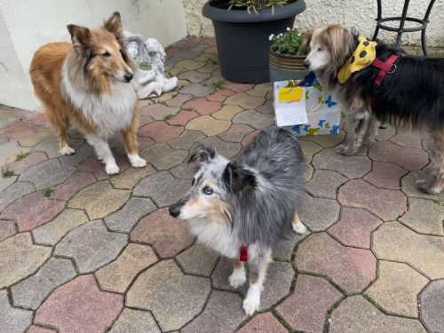 GT April hunde