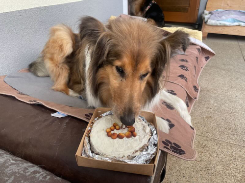 Luki GT torte14