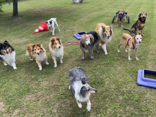 alle hundeplatz heiß