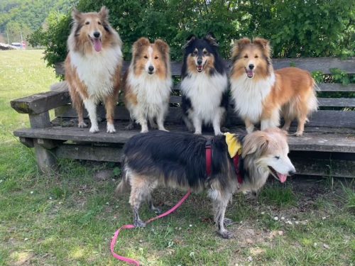 bank hundeplatz