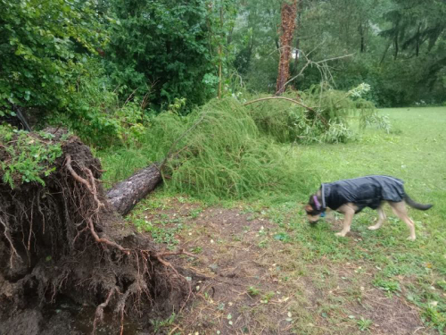 baum conny garten