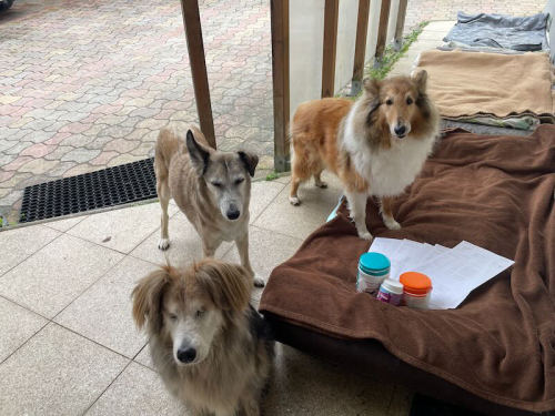 befunde hunde