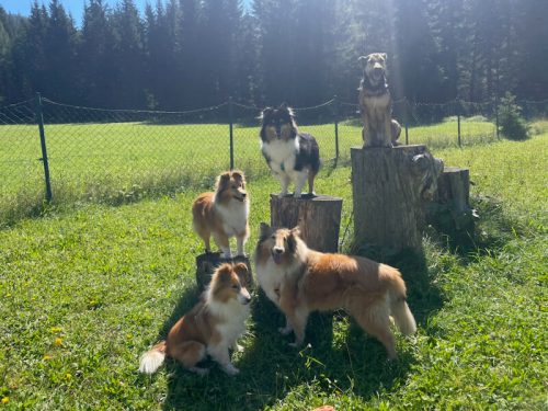 bettina hundeplatz