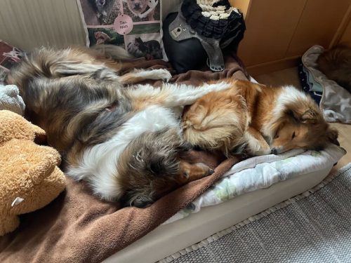 chrissy luki kuscheln