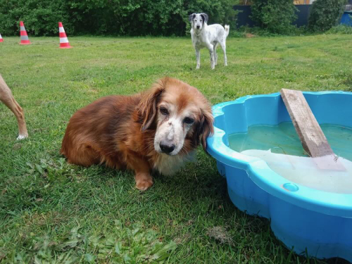 dorie pool