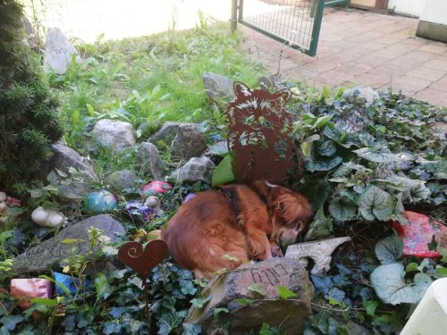 dorie schlafen waschbär