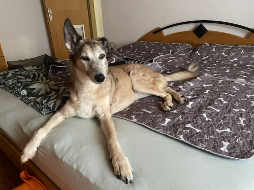 estrella GT Bett