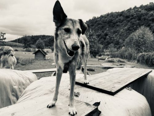 estrella nachruf porträt