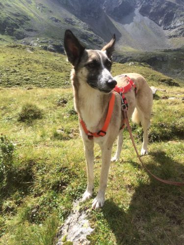 estrella wunderschön