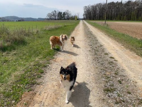 feldwegrunde ohne body