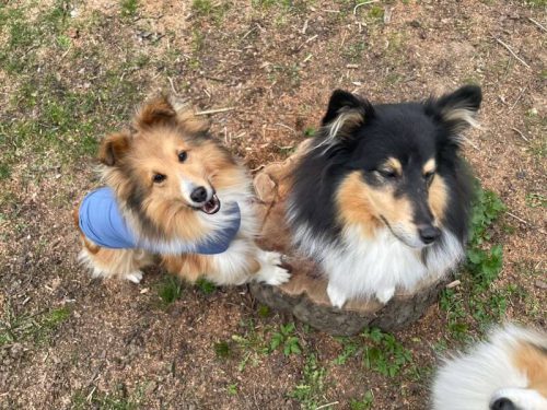 fleißig nach kastration