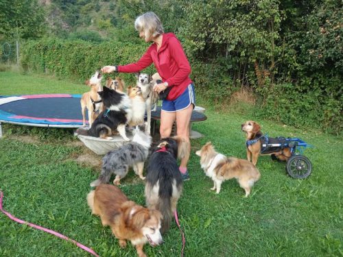 fleißige hunde