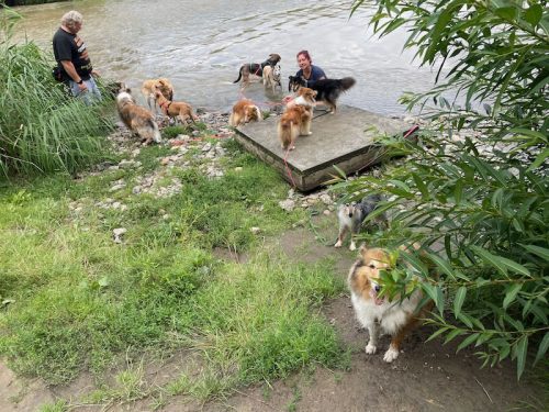 hundeplatz neue