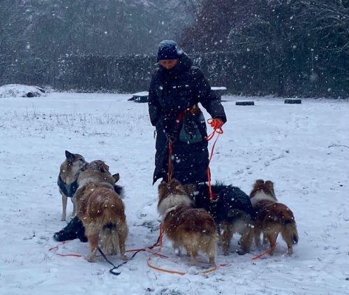 hundeplatz schneegestöber