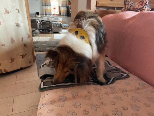 luki schnüffler neu