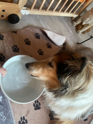 luna wassertrinken