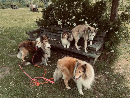 malu nachruf hundeplatz