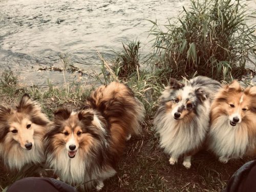 malu nachruf shelties