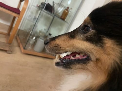 meggx schöne zähne