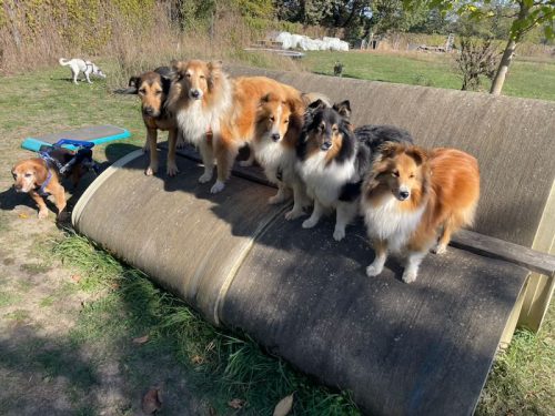 naama GT hundeplatz