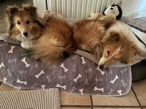 naama, chris GT kuscheln