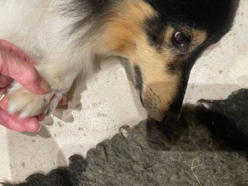 pfotenwunde meggx