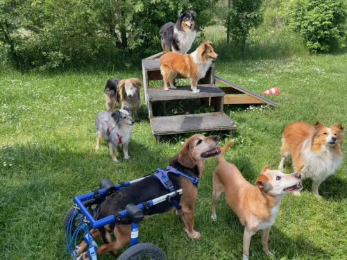 podest hundeplatz