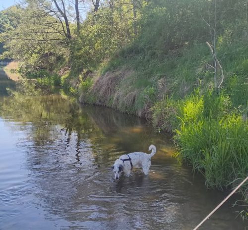 pongo kampbad