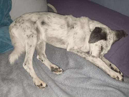 pongo schläfchen