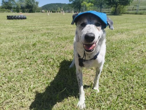 pongo sonnenschutz