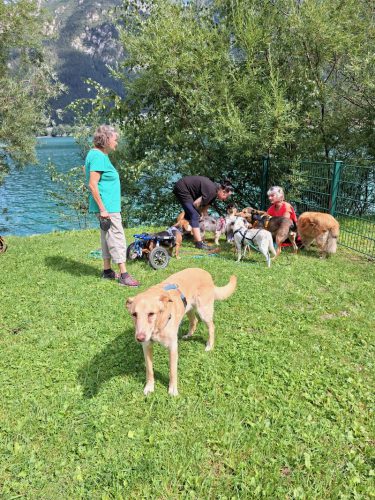 schöni hundezone