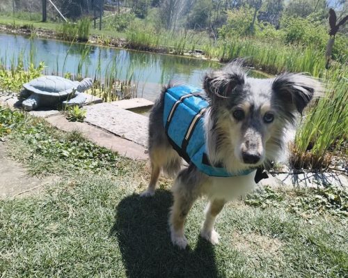 schöni schwimmweste