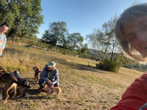 selfi hundeplatz