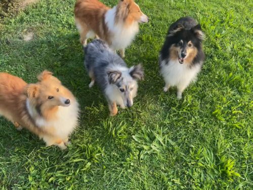 shelties 0825