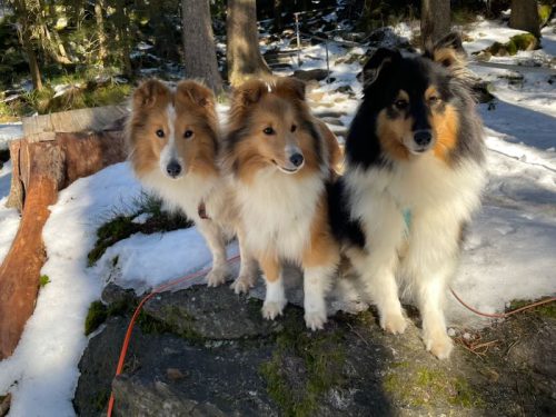 shelties ablenkung