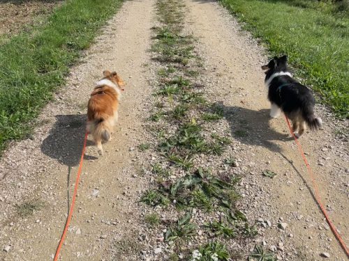 shelties laufen