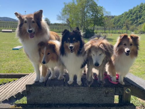 so GT hundeplatz