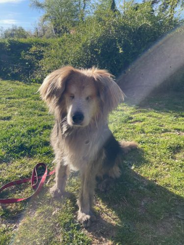 sophia GT Sonne