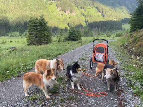 spaziergang mit wagerl