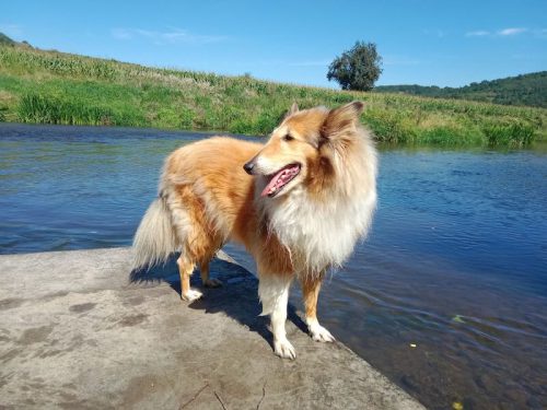 tessy floß