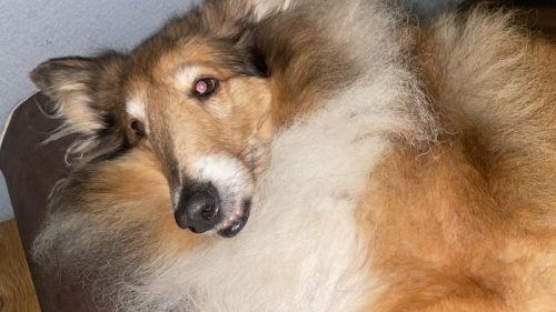 tessy müde zähne