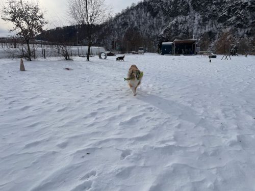 tessy pupperl schnee