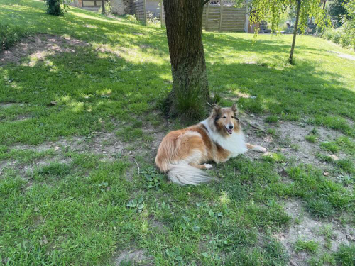 tessy schatten
