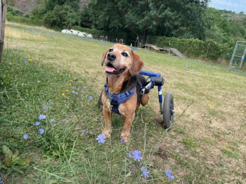 theo blumenhund